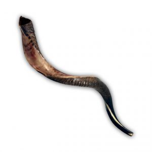 large yemenite shofar